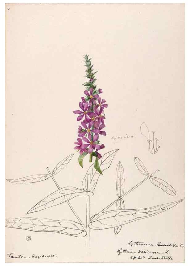 Reproducción/Reproduction 48789205097: [Water-color sketches of plants of North America and Europe]. . 