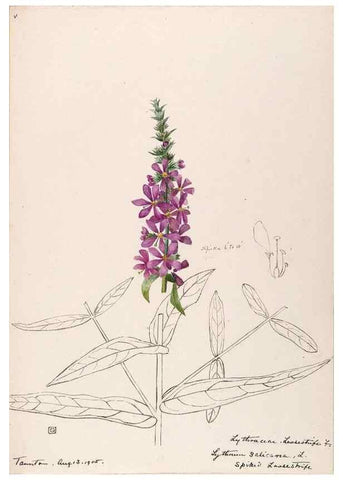 Reproducción/Reproduction 48789205097: [Water-color sketches of plants of North America and Europe]. . 