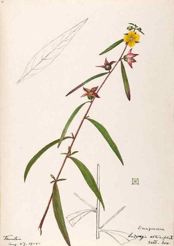 Reproducción/Reproduction 48789060086: [Water-color sketches of plants of North America and Europe]. . 