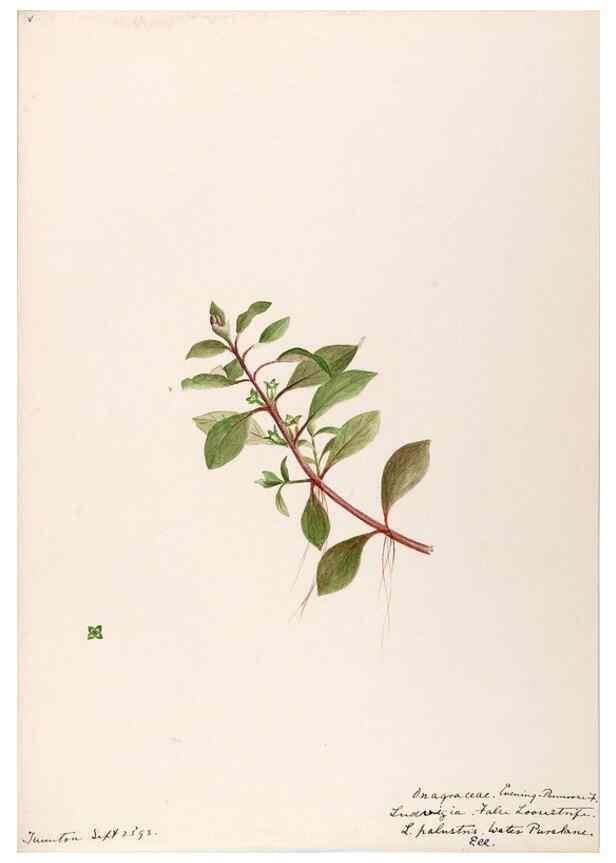 Reproducción/Reproduction 48789060426: [Water-color sketches of plants of North America and Europe]. . 