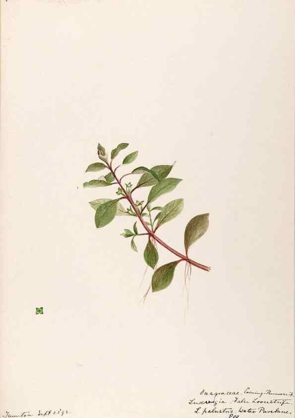 Reproducción/Reproduction 48789060426: [Water-color sketches of plants of North America and Europe]. . 