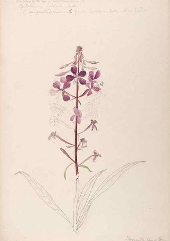 Reproducción/Reproduction 48789060811: [Water-color sketches of plants of North America and Europe]. . 