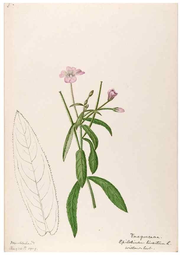 Reproducción/Reproduction 48788698428: [Water-color sketches of plants of North America and Europe]. . 
