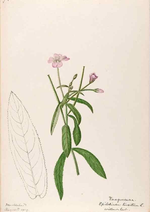 Reproducción/Reproduction 48788698428: [Water-color sketches of plants of North America and Europe]. . 