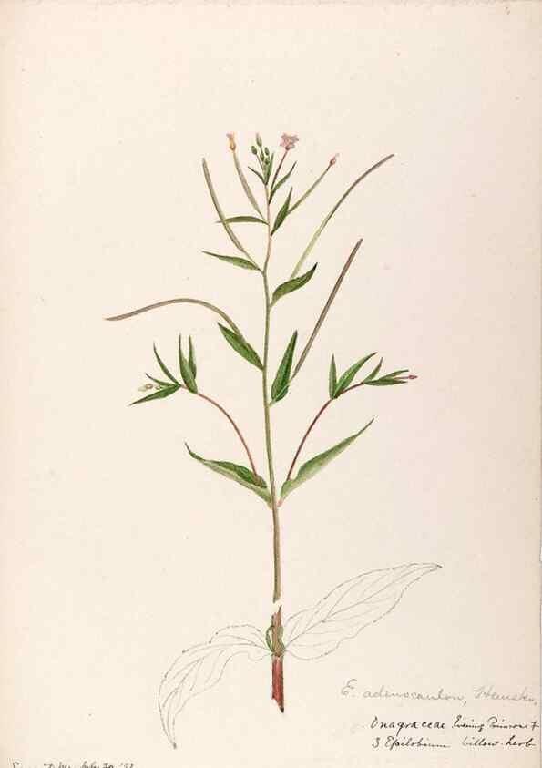 Reproducción/Reproduction 48788698678: [Water-color sketches of plants of North America and Europe]. . 