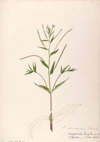 Reproducción/Reproduction 48788698678: [Water-color sketches of plants of North America and Europe]. . 