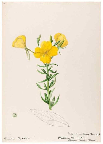 Reproducción/Reproduction 48789061766: [Water-color sketches of plants of North America and Europe]. . 
