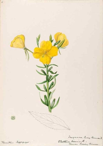 Reproducción/Reproduction 48789061766: [Water-color sketches of plants of North America and Europe]. . 