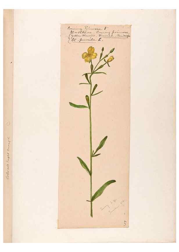 Reproducción/Reproduction 48788699343: [Water-color sketches of plants of North America and Europe]. . 