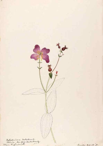 Reproducción/Reproduction 48789059746: [Water-color sketches of plants of North America and Europe]. . 