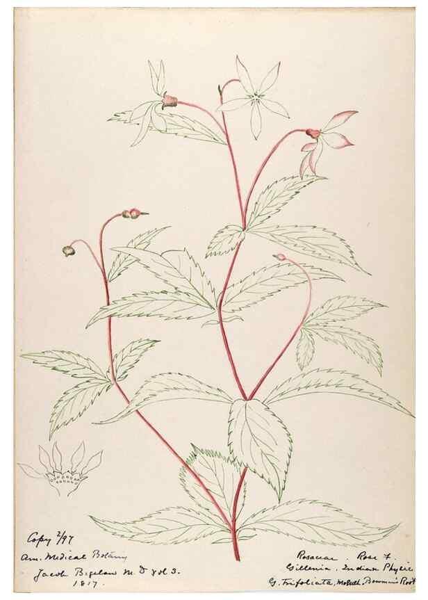 Reproducción/Reproduction 48788790261: [Water-color sketches of plants of North America and Europe]. . 
