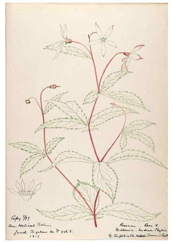 Reproducción/Reproduction 48788790261: [Water-color sketches of plants of North America and Europe]. . 