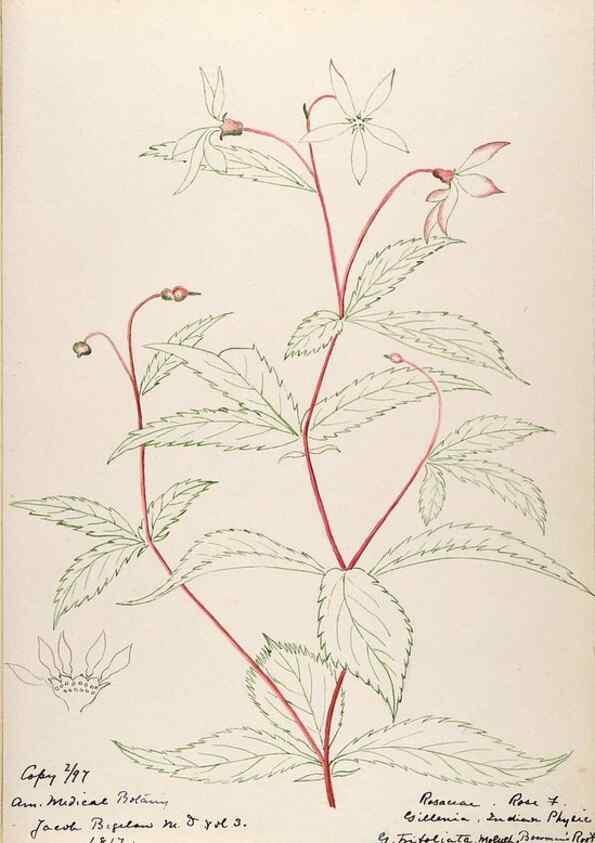 Reproducción/Reproduction 48788790261: [Water-color sketches of plants of North America and Europe]. . 