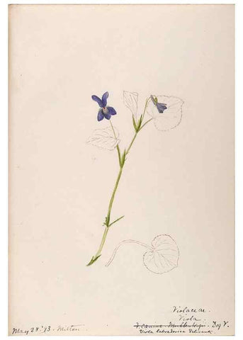 Reproducción/Reproduction 48788693433: [Water-color sketches of plants of North America and Europe]. . 