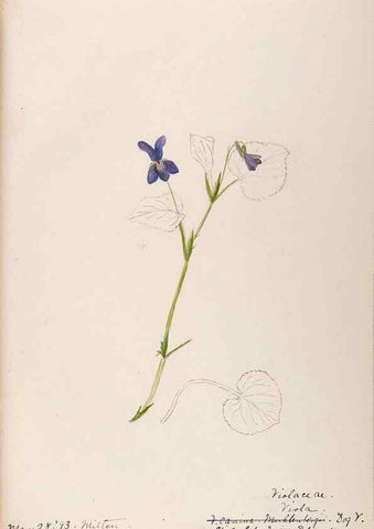 Reproducción/Reproduction 48788693433: [Water-color sketches of plants of North America and Europe]. . 