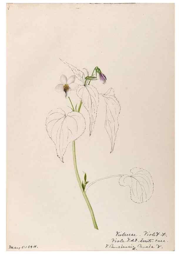 Reproducción/Reproduction 48788692783: [Water-color sketches of plants of North America and Europe]. . 