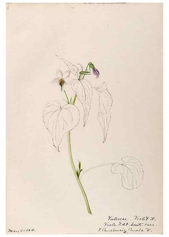 Reproducción/Reproduction 48788692783: [Water-color sketches of plants of North America and Europe]. . 