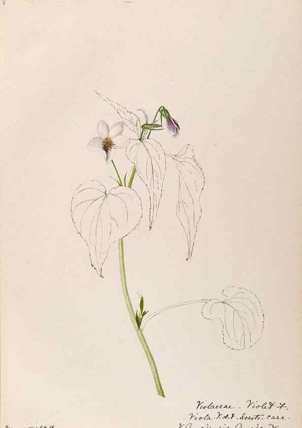 Reproducción/Reproduction 48788692783: [Water-color sketches of plants of North America and Europe]. . 