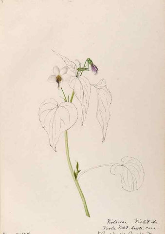 Reproducción/Reproduction 48788692783: [Water-color sketches of plants of North America and Europe]. . 