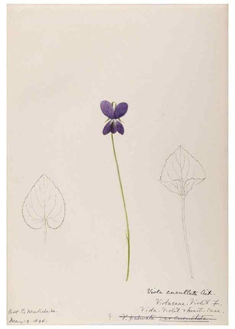 Reproducción/Reproduction 48789195967: [Water-color sketches of plants of North America and Europe]. . 