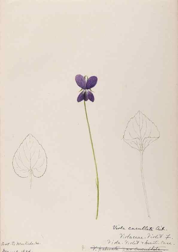 Reproducción/Reproduction 48789195967: [Water-color sketches of plants of North America and Europe]. . 