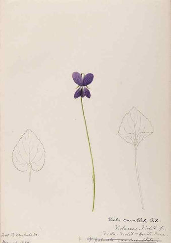 Reproducción/Reproduction 48789195967: [Water-color sketches of plants of North America and Europe]. . 
