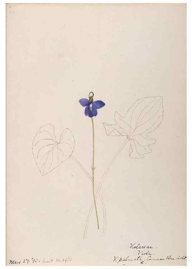 Reproducción/Reproduction 48788688278: [Water-color sketches of plants of North America and Europe]. . 