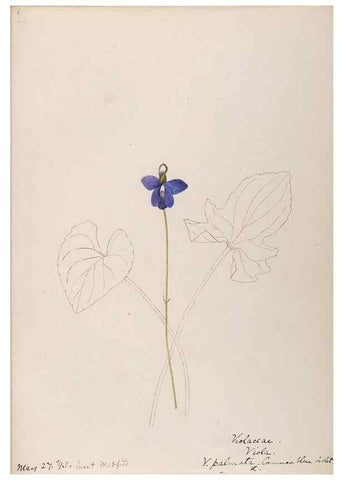 Reproducción/Reproduction 48788688278: [Water-color sketches of plants of North America and Europe]. . 