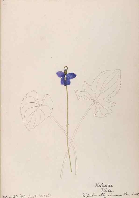 Reproducción/Reproduction 48788688278: [Water-color sketches of plants of North America and Europe]. . 
