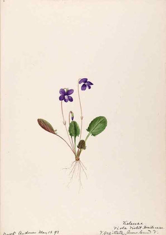 Reproducción/Reproduction 48789050881: [Water-color sketches of plants of North America and Europe]. . 
