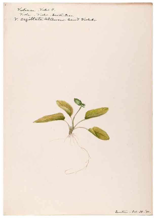 Reproducción/Reproduction 48789051211: [Water-color sketches of plants of North America and Europe]. . 