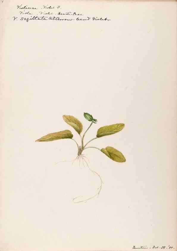 Reproducción/Reproduction 48789051211: [Water-color sketches of plants of North America and Europe]. . 