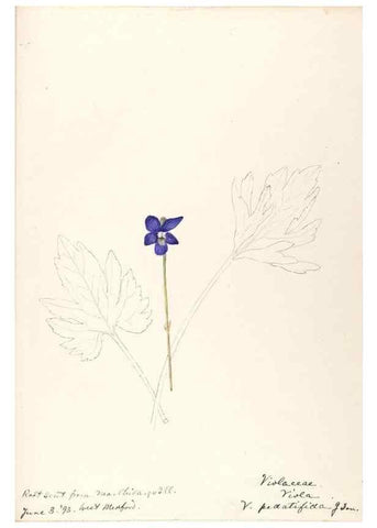Reproducción/Reproduction 48789051601: [Water-color sketches of plants of North America and Europe]. . 