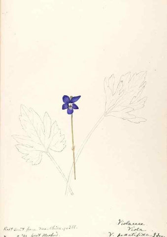 Reproducción/Reproduction 48789051601: [Water-color sketches of plants of North America and Europe]. . 