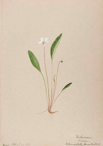 Reproducción/Reproduction 48788689623: [Water-color sketches of plants of North America and Europe]. . 