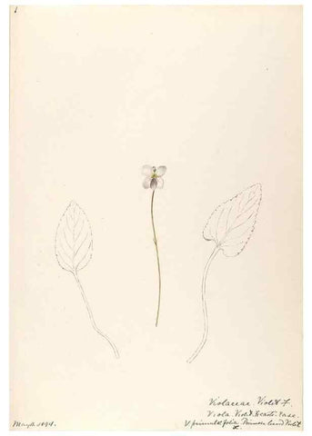 Reproducción/Reproduction 48788689873: [Water-color sketches of plants of North America and Europe]. . 