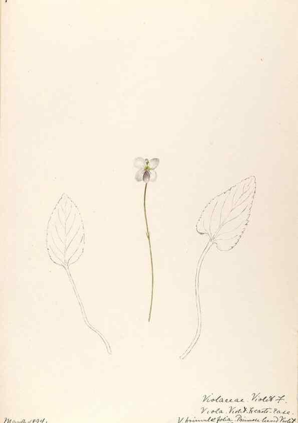 Reproducción/Reproduction 48788689873: [Water-color sketches of plants of North America and Europe]. . 