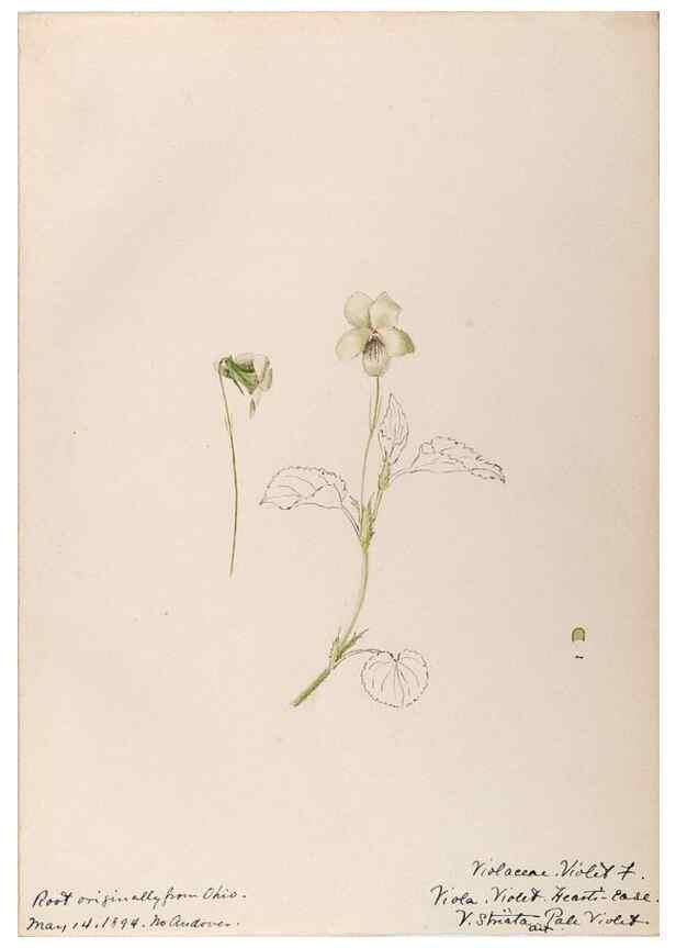 Reproducción/Reproduction 48789201392: [Water-color sketches of plants of North America and Europe]. . 