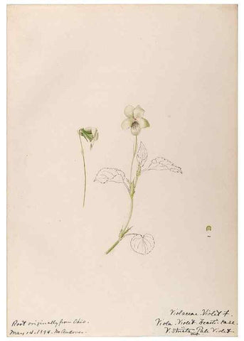 Reproducción/Reproduction 48789201392: [Water-color sketches of plants of North America and Europe]. . 
