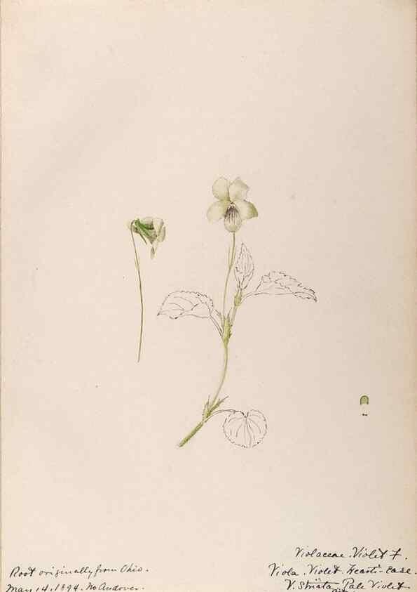 Reproducción/Reproduction 48789201392: [Water-color sketches of plants of North America and Europe]. . 