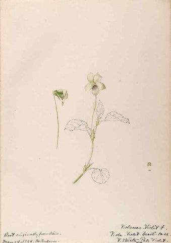 Reproducción/Reproduction 48789201392: [Water-color sketches of plants of North America and Europe]. . 