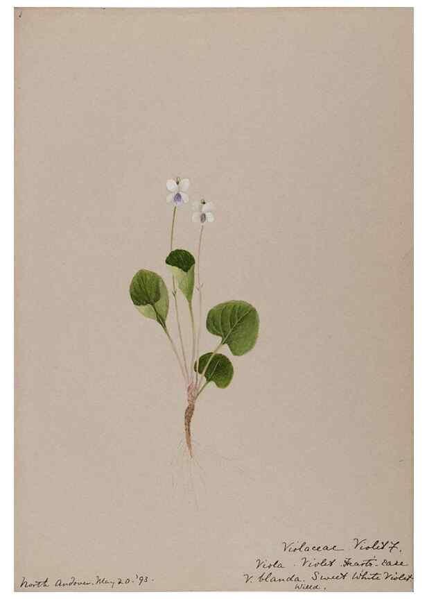 Reproducción/Reproduction 48789198327: [Water-color sketches of plants of North America and Europe]. . 