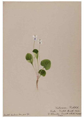 Reproducción/Reproduction 48789198327: [Water-color sketches of plants of North America and Europe]. . 