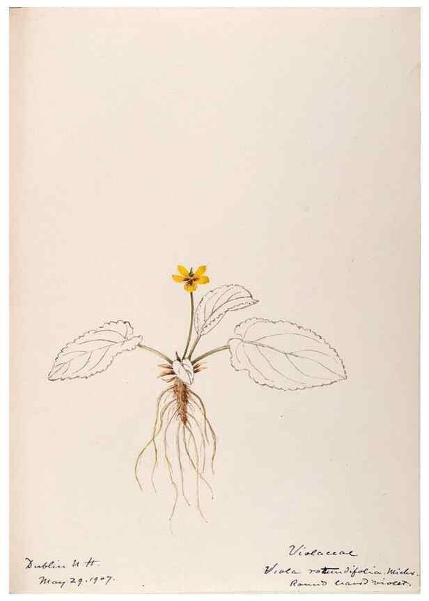 Reproducción/Reproduction 48789198972: [Water-color sketches of plants of North America and Europe]. . 