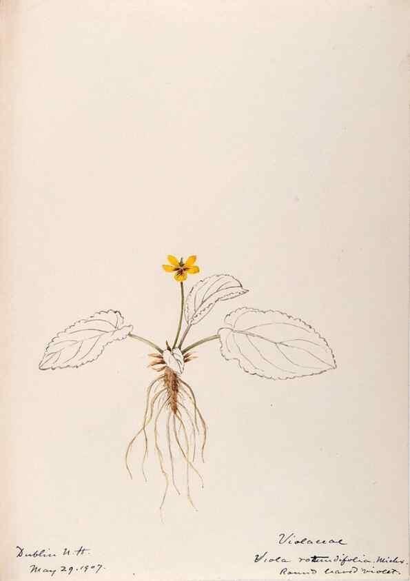 Reproducción/Reproduction 48789198972: [Water-color sketches of plants of North America and Europe]. . 