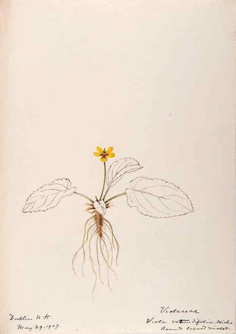 Reproducción/Reproduction 48789198972: [Water-color sketches of plants of North America and Europe]. . 