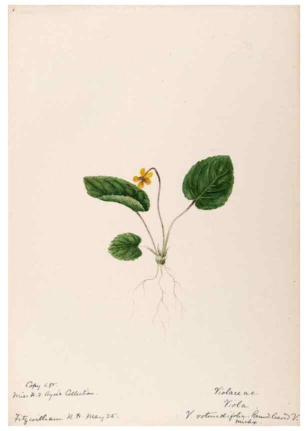 Reproducción/Reproduction 48788691023: [Water-color sketches of plants of North America and Europe]. . 