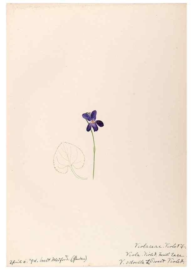 Reproducción/Reproduction 48788691368: [Water-color sketches of plants of North America and Europe]. . 