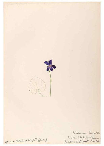 Reproducción/Reproduction 48788691368: [Water-color sketches of plants of North America and Europe]. . 