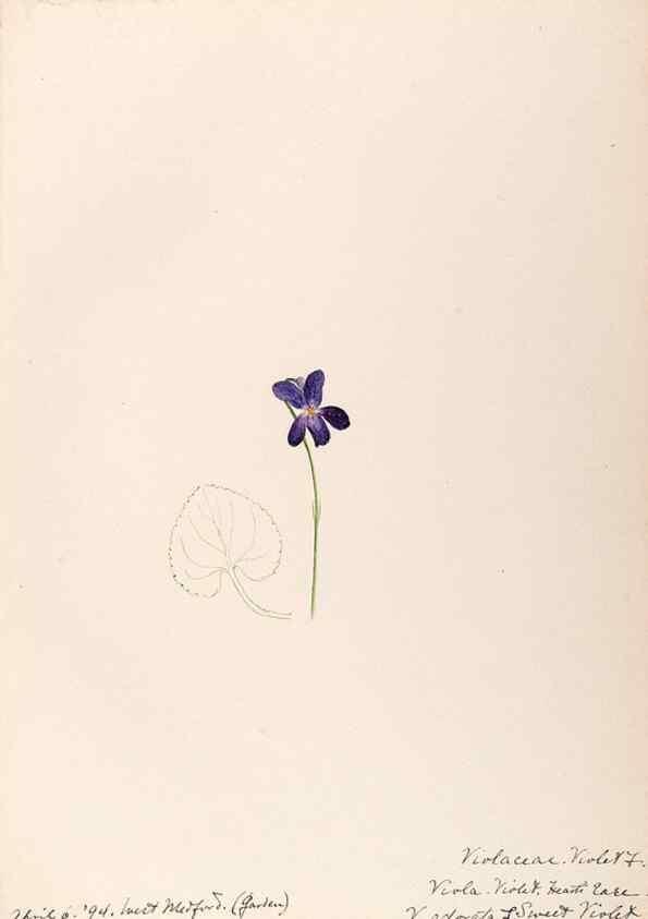 Reproducción/Reproduction 48788691368: [Water-color sketches of plants of North America and Europe]. . 